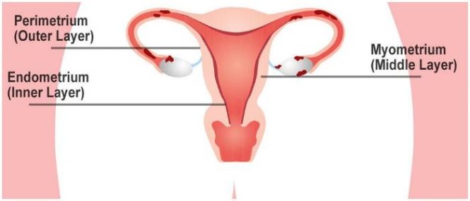 endometrium definition