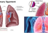 pulmonary ligament anatomy